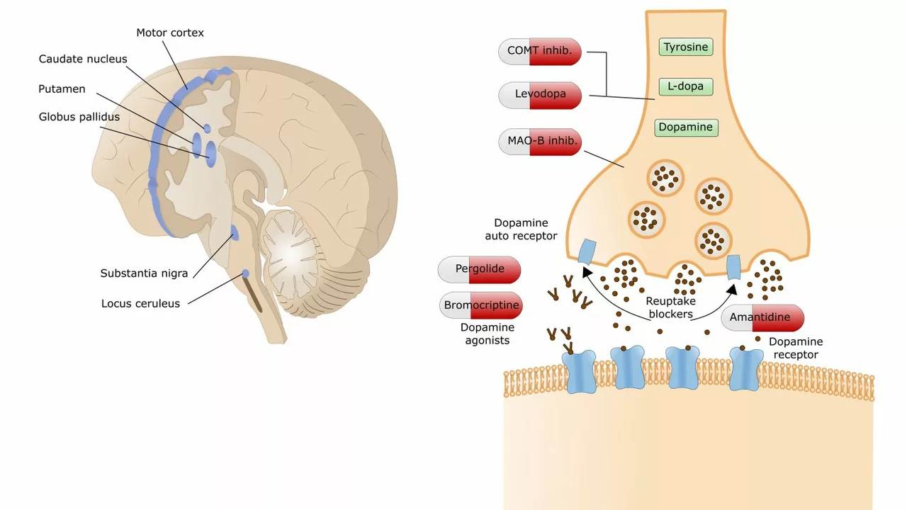 The Role of Calcitriol in Parkinson's Disease and Neurodegeneration