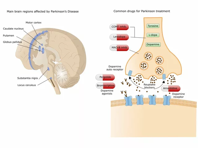 The Role of Calcitriol in Parkinson's Disease and Neurodegeneration