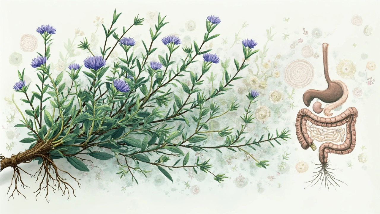 Breaking Down the Science: How Wild Thyme Supports Your Microbiome